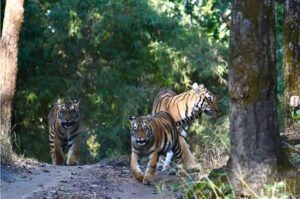 Panna National Park Emerges as a Must-Visit Safari Destination, Find My Holidays Simplifies Booking Experience