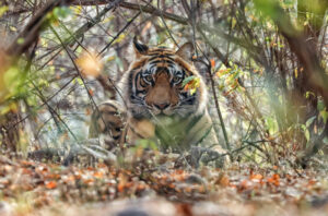 Beyond Ranthambore: Madhya Pradesh’s Quiet Wildlife Tourism Boom